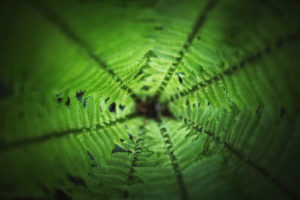 Fern photographed from above Fern photographed from above